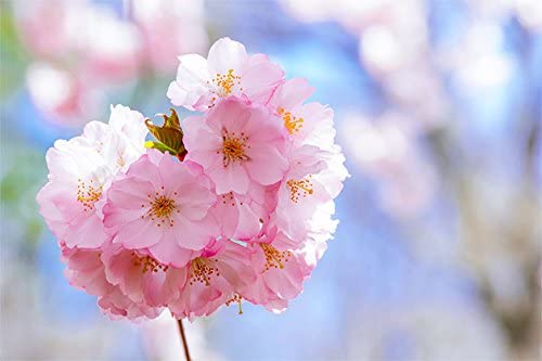 Nikon D7000 16.2MP DX-Format CMOS Digital SLR Camera with 18-140mm f/3.5-5.6G ED VR AF-S DX NIKKOR Zoom Lens, Black