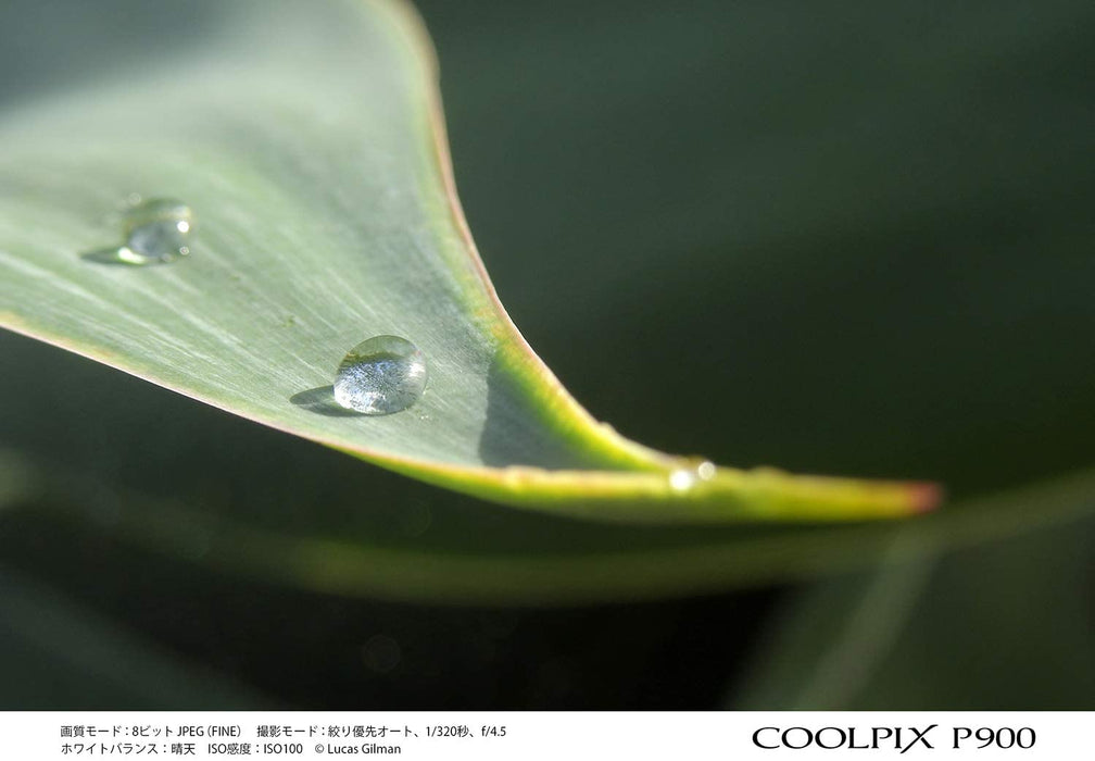 Nikon COOLPIX P900 16MP Digital Camera - International Version (No Warranty) Japan Version