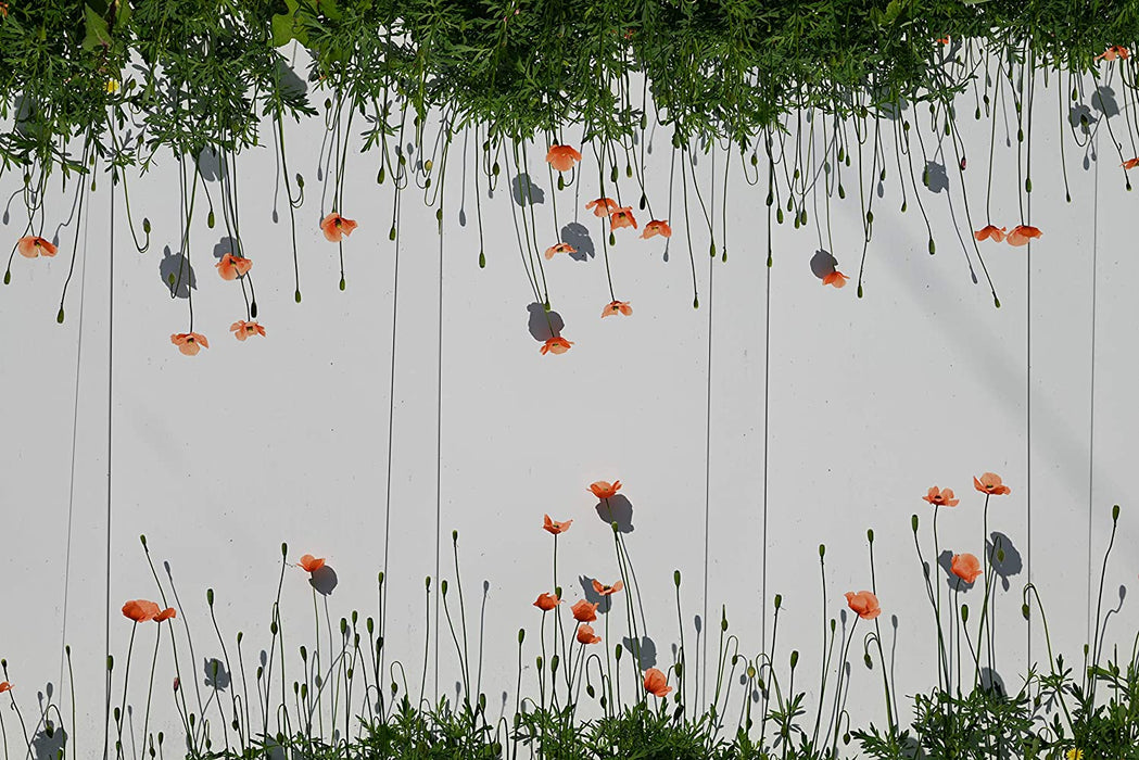 Nikon VOA040K003 Z5 + Z 24-50mm + FTZ Kit Mirrorless Camera (273-point Hybrid AF, 5-axis in-Body Optical Image stabilisation, 4K Movies, Duel Card Slots)