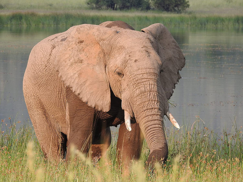 Nikon Coolpix P900 Super Zoom Camera - New